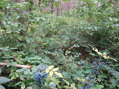 Berberis aquifolium