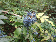 Berberis aquifolium