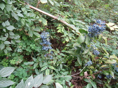 Berberis aquifolium