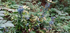 Berberis aquifolium