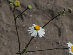 Perityle crassifolia robusta
