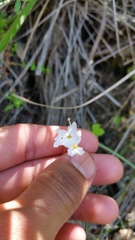 Lithophragma heterophyllum