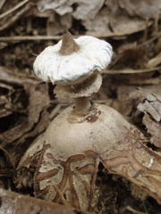 Geastrum pectinatum
