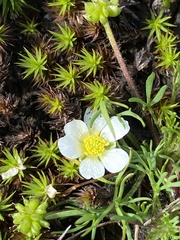 Ranunculus millanii