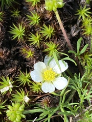 Ranunculus millanii