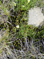 Ranunculus millanii