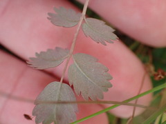 Acaena caesiiglauca