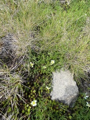 Ranunculus millanii