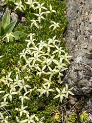 Stackhousia pulvinaris