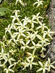 Stackhousia pulvinaris