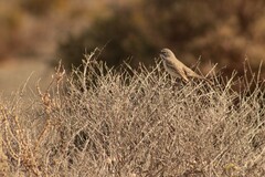 Artemisiospiza belli