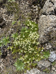 Stackhousia pulvinaris