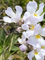 Euphrasia collina glacialis