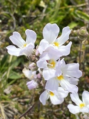 Euphrasia collina glacialis