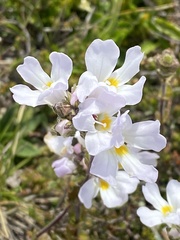 Euphrasia collina glacialis