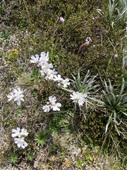 Euphrasia collina glacialis