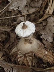 Geastrum pectinatum