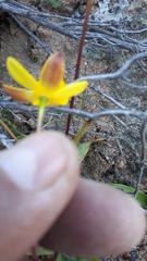 Pauridia gracilipes gracilipes