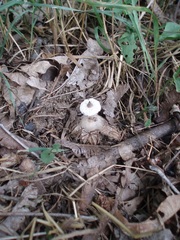 Geastrum pectinatum