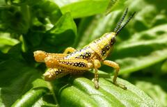 Monistria discrepans