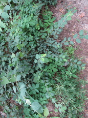 Cotoneaster multiflorus