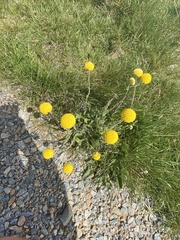 Craspedia costiniana