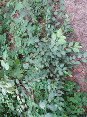 Cotoneaster multiflorus