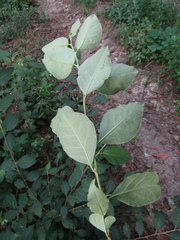 Cotoneaster multiflorus