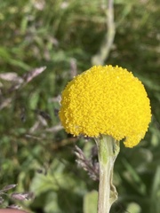 Craspedia costiniana