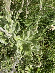 Craspedia costiniana