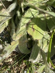 Craspedia costiniana