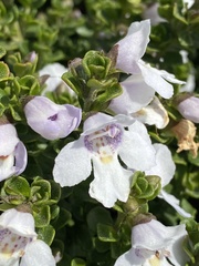 Prostanthera cuneata