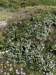 Prostanthera cuneata