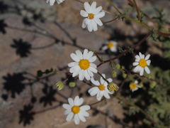 Perityle crassifolia robusta