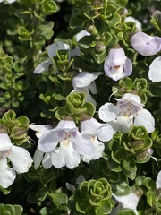 Prostanthera cuneata