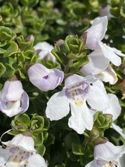 Prostanthera cuneata