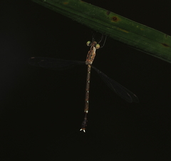 Lestes praevius