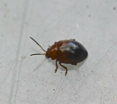 Nisotra bicolorata