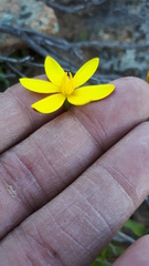 Pauridia gracilipes gracilipes