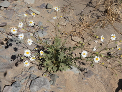 Perityle crassifolia robusta
