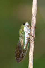 Neotibicen superbus