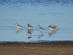 Calidris himantopus