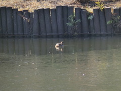 Tachybaptus ruficollis poggei
