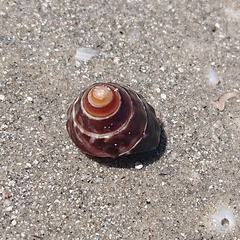 Bembicium auratum