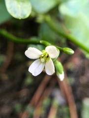 Cardamine breweri