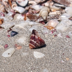 Bembicium auratum