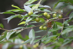 Petalostigma triloculare