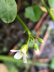 Cardamine breweri