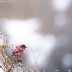 Carpodacus rhodochlamys