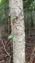 Dendrobium tetragonum